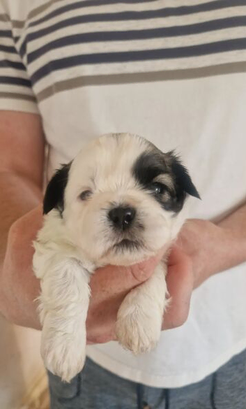 Shih Tzu Puppies  Fluffy Cuddlers with Royal Charm!