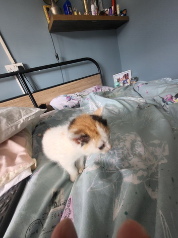 3 kittens ready for there forever homes
