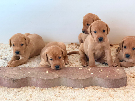 LABRADOR RETRIEVER PUPPIES