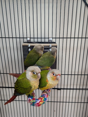 Pineapple & Green Cheek Conures