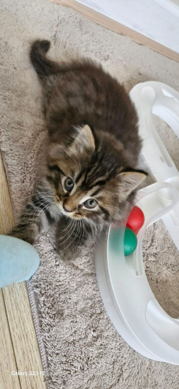 Ragdoll Mix kittens. Possible delivery