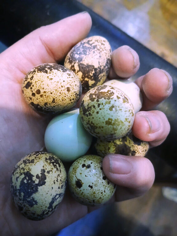 Coturnix Quail and Hatching Eggs