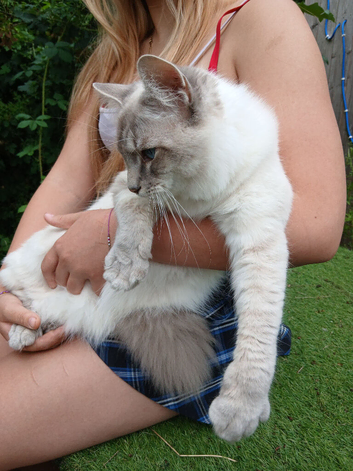 Handsome Blue Tabby Lynx Ragdoll