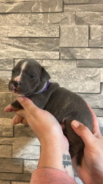 Bulldog x Staffordshire Bull Terrier
