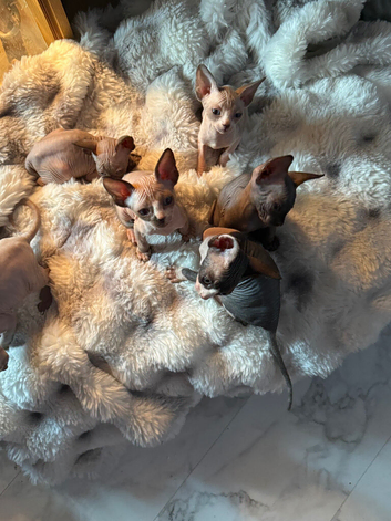 Sphynx canadian kittens