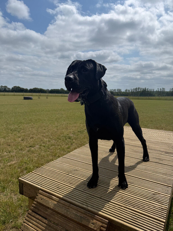 Labrador x Presa Canario