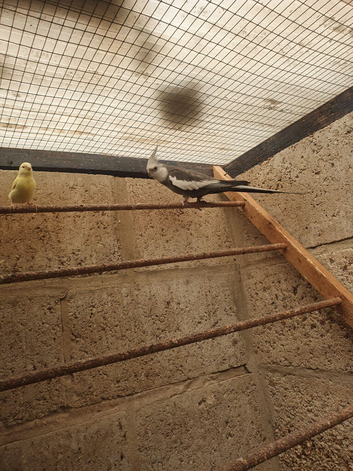 Cockatiel