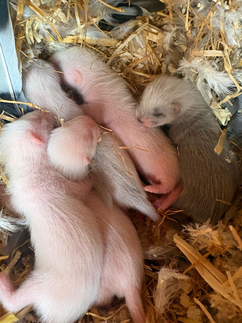Ferret Hobs bew/silver