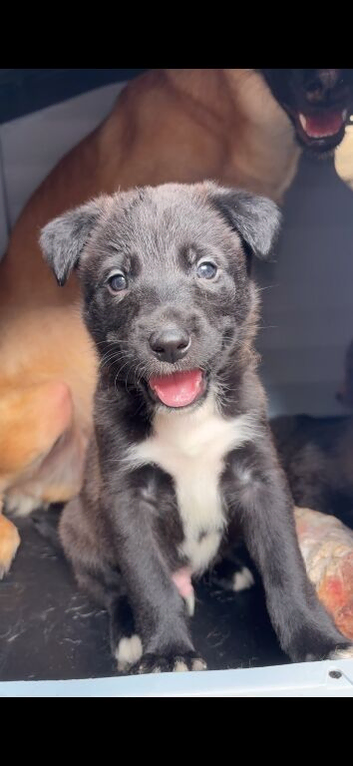 Collie cross Malinios