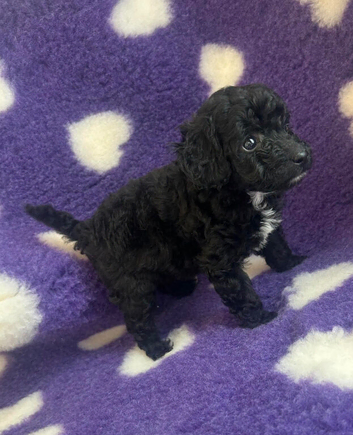 Beautiful cockapoo puppies