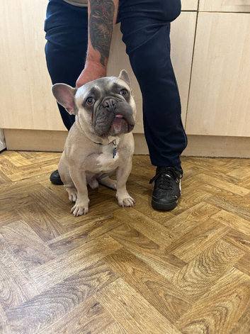 Frankie the French bulldog
