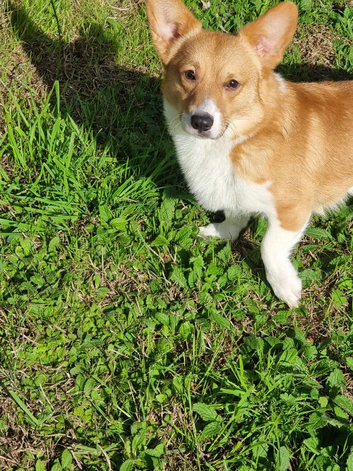 Clyde - Red & White Male (1 1/2 years old)