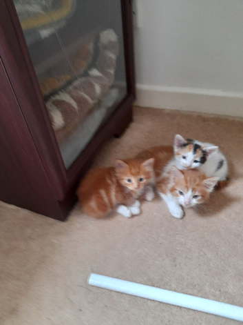 Lovely kittens Looking for their forever homes