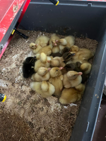 Runner Ducklings for sale