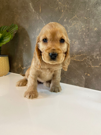 KC registered Show Cocker Spaniels