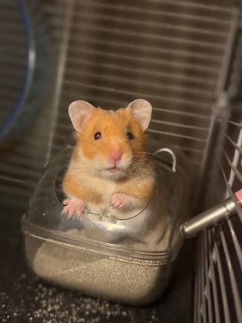 1 Syrian hamster left