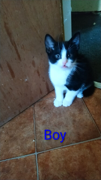 Kittens 9 weeks old