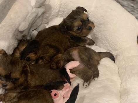 Beautiful Shi tzu puppies