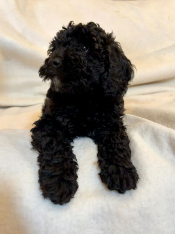 Stunning F1b cockapoo female READY NOW