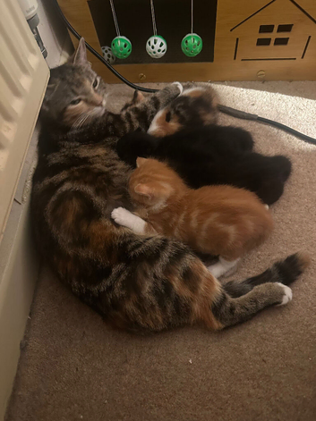 Four gorgeous kittens for sale.