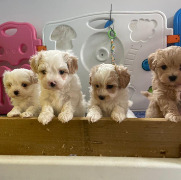 Korean Toy maltipoo puppies from Dna tested mum
