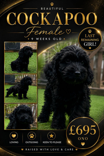 Female cockapoo 9 weeks old