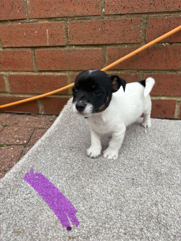 Jack Russell puppies for sale