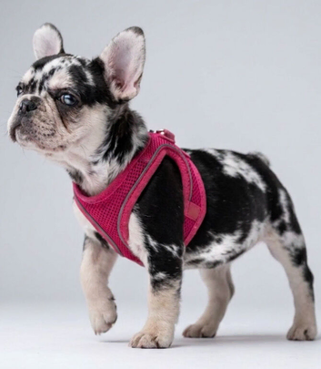 12 week Merle french bulldog