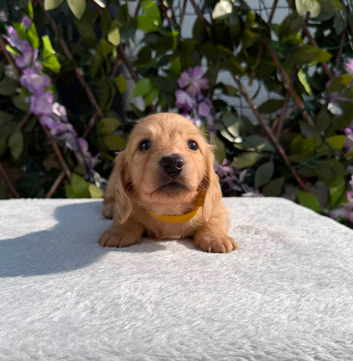 Cream Longhair Miniature dachshund