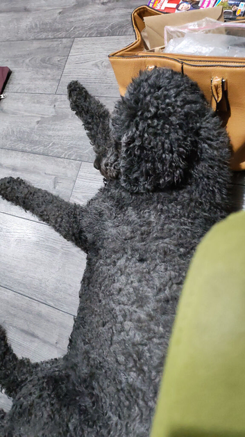 Standard poodle ( bitch)