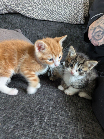 4 beautiful half bengal kittens