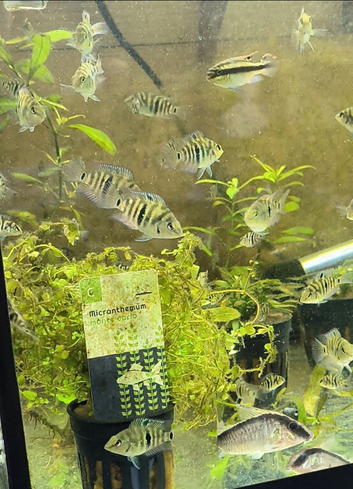 Convict X Firemouth Hybrid Cichlids