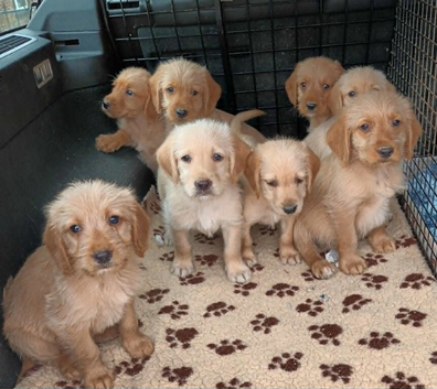 GOLDEN MINIATURE LABRADOODLE BOYS FROM 5* LICENCED BREEDER.