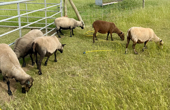 Registered Shetland Ewes x 14