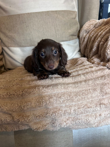 Miniature dachshund