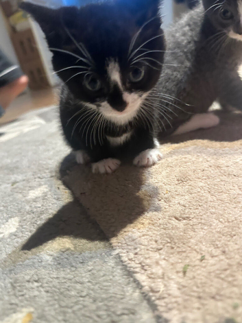 Kitten