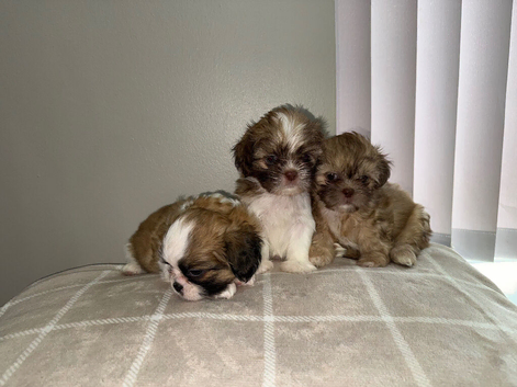 Shih Tzu puppies
