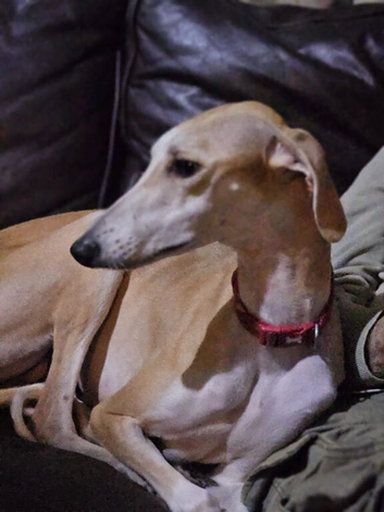 4 lurcher puppies