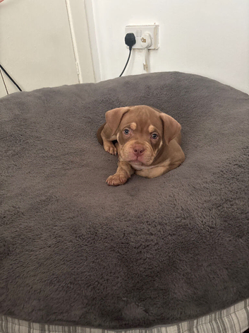 Cryptic meryl 8 week old bitch