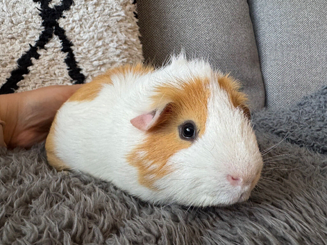 Two boys looking for forever homes