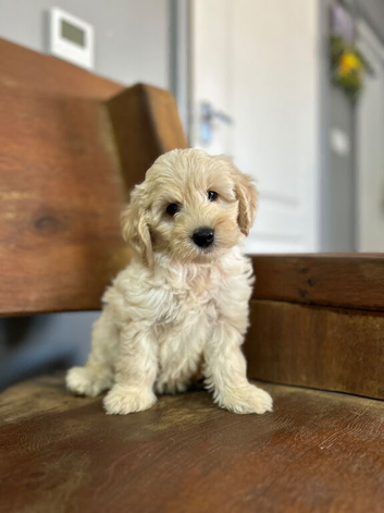Bluebell wonderful cockapoo now ready to leave us