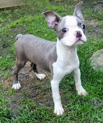 Stunning kc lilac Boston Terrier Puppy