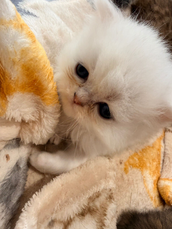 Stunning pure bred Persian kittens