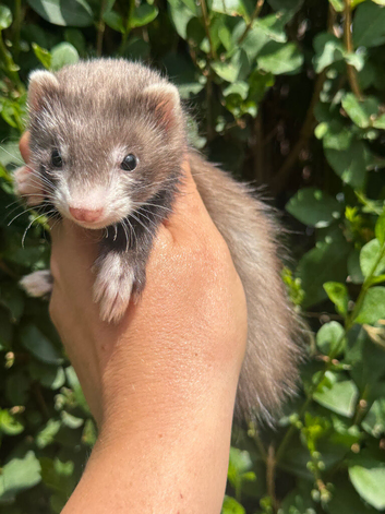 9 Week Old Half Micro Angora Hob