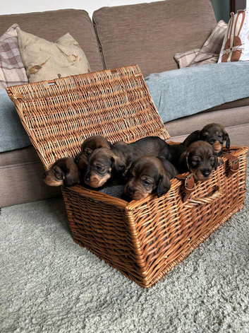 KC Registered Wire-Haired Dachshund (Teckel) Puppies