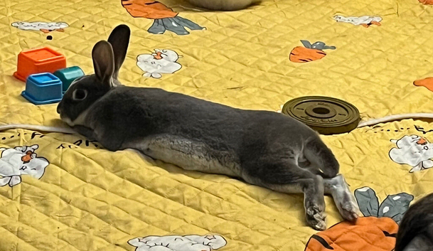 Mini Rex buck 27 week old - Roger