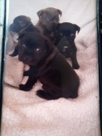 Staffordshire bull terrier pups