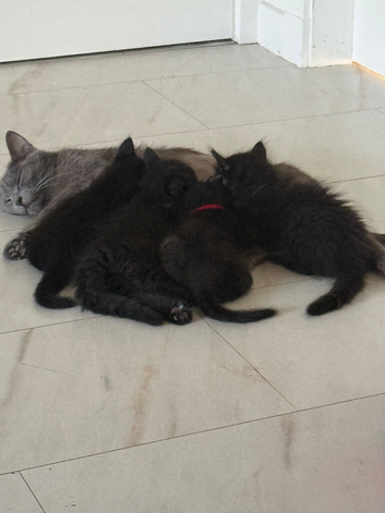 4 beautiful black British short hair/mix kittens