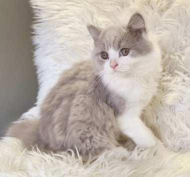 Amazing loving British shorthair