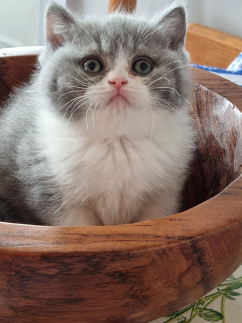 British Shorthair kittens for sale.